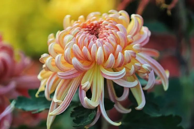 重陽丨深情不及久伴,厚愛無需多言。(圖2) 重陽丨深情不及久伴,厚愛無需多言。(圖2)